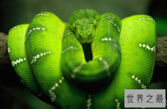 世界上最罕见最珍稀的蛇,蓝血蛇(售价高达300万)