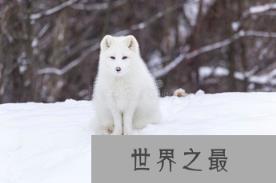 世界上最快的动物每年可以繁殖1647086株