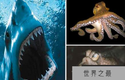 世界上最大的门牙，长2.28厘米，宽1.2厘米（图1）