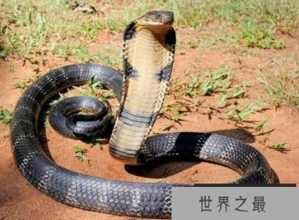 最大的眼镜王蛇，重达70多斤两的最毒蛇类（蛇类煞星）