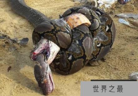 最大的眼镜王蛇，重达70多斤两的最毒蛇类（蛇类煞星）