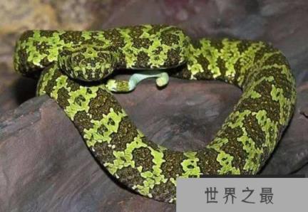 世界上最大的毒蛇：莽山烙铁头，重20公斤的超大蛇