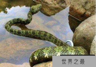 世界上最大的毒蛇：莽山烙铁头，重20公斤的超大蛇