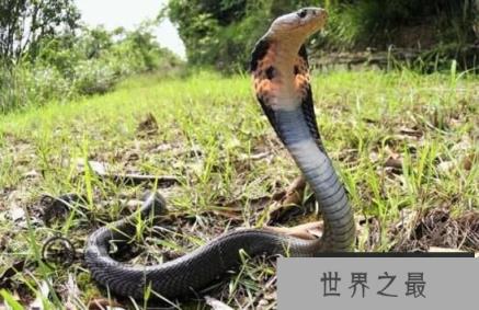 最大的眼镜王蛇，重达70多斤两的最毒蛇类（蛇类煞星）