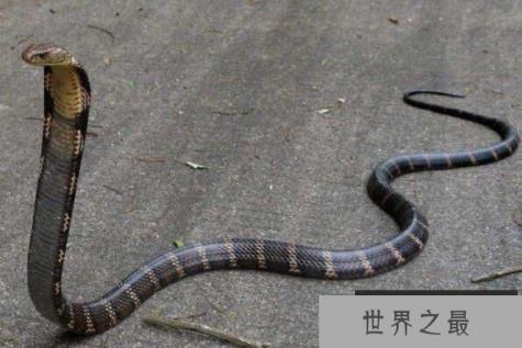 最大的眼镜王蛇，重达70多斤两的最毒蛇类（蛇类煞星）