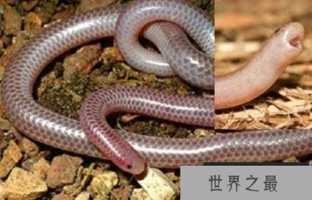 世界上最稀有的蛇：卡拉细盲蛇，形如意大利面条的蛇(长10厘米)