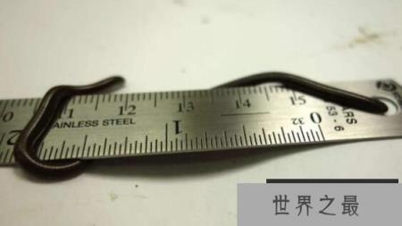 世界上最稀有的蛇：卡拉细盲蛇，形如意大利面条的蛇(长10厘米)