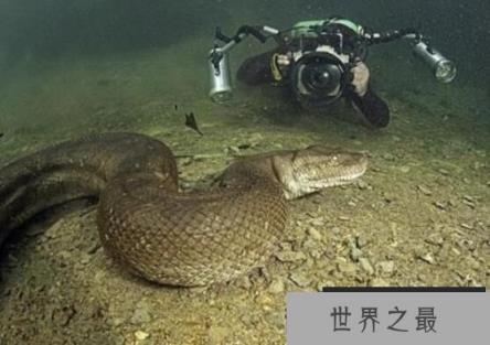 世界上最长的蛇：红海巨蟒，体长500米的深海杀手(鱼雷炸成肉酱)