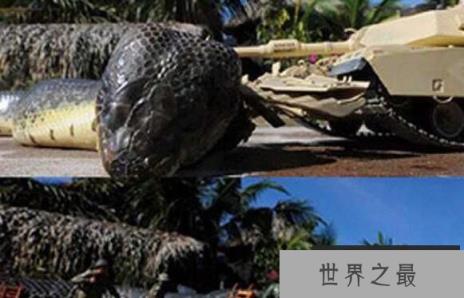 世界上最长的蛇：红海巨蟒，体长500米的深海杀手(鱼雷炸成肉酱)