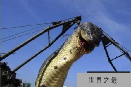 世界上最长的蛇：红海巨蟒，体长500米的深海杀手(鱼雷炸成肉酱)