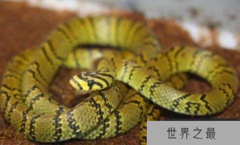 世界上最美的无毒蛇：横斑锦蛇，有类似黑珍珠项链般斑纹