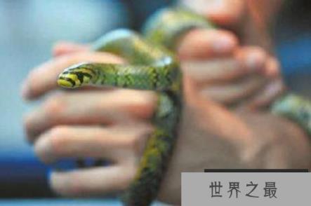 世界上最美的无毒蛇：横斑锦蛇，有类似黑珍珠项链般斑纹