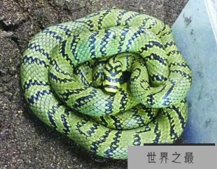 世界上最美的无毒蛇：横斑锦蛇，有类似黑珍珠项链般斑纹