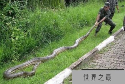 世界上最大的蛇：亚马逊森蚺，体长10米重500公斤(无天敌)