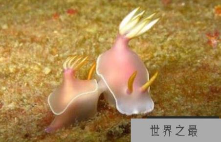 世界上神奇的雌雄同体动物，一生不用寻求配偶