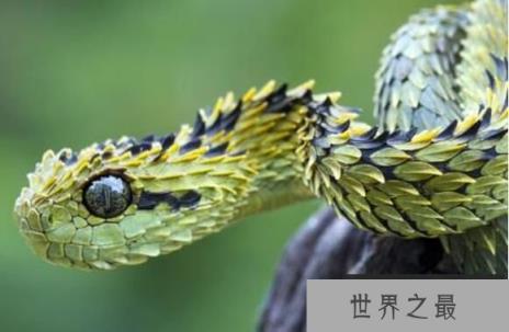 世界上最漂亮的五种蛇排名，全身翠绿的竹叶青蛇排第三