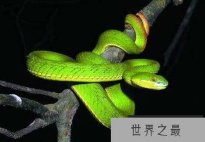 世界上最漂亮的五种蛇排名，全身翠绿的竹叶青蛇排第三