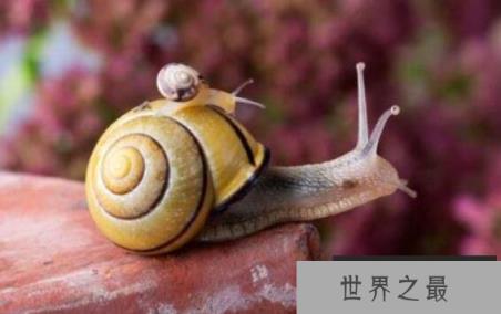 世界上神奇的雌雄同体动物，一生不用寻求配偶