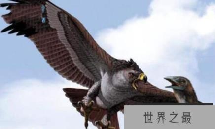 世界最大肉食鸟哈斯特鹰灭绝，世界最小鹰与其同祖