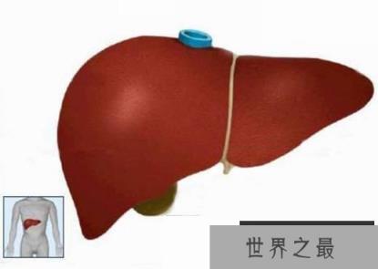 肝脏为什么是人体最大的解毒器官