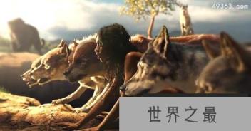 印度狼孩卡马拉，真实故事令人震惊！