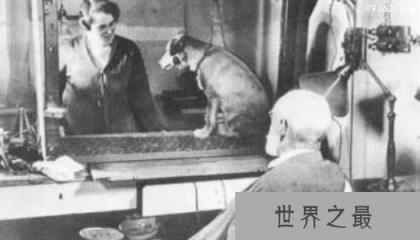 巴甫洛夫的狗实验说明了什么？巴甫洛夫简介