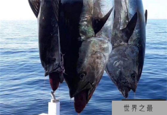 世界上游得最快的鱼 速度可达160km/h(金枪鱼)