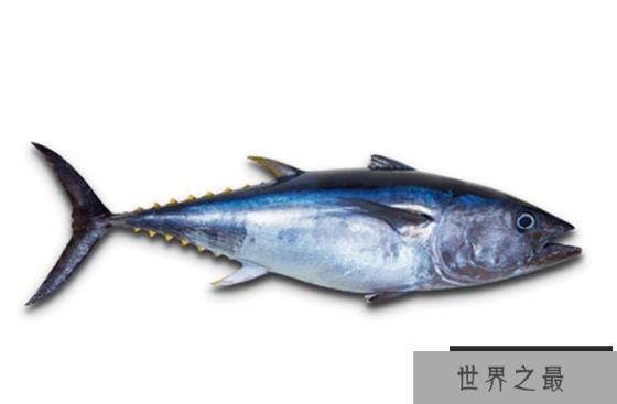世界上游得最快的鱼 速度可达160km/h(金枪鱼)