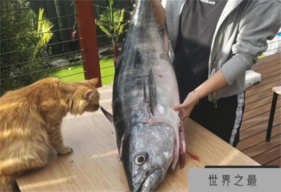 世界上游得最快的鱼 速度可达160km/h(金枪鱼)