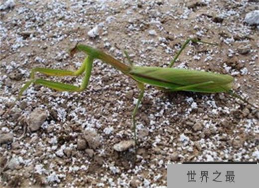 世界上最强的螳螂 （非洲绿巨螳、刺花螳螂等）