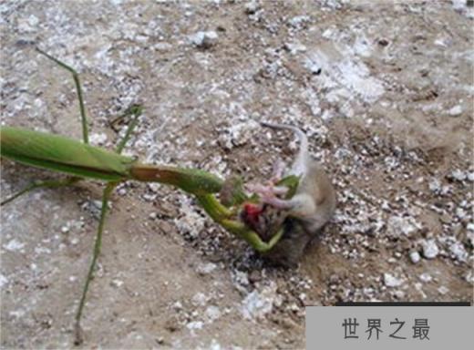 世界上最强的螳螂 （非洲绿巨螳、刺花螳螂等）