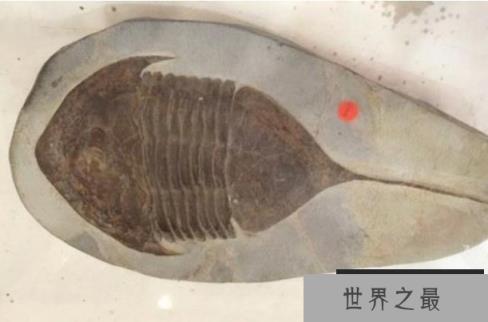 鲎是唯一的蓝血动物吗 鲎会攻击人类吗（是蓝血动物但不会攻击人类）