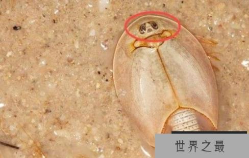 鲎是唯一的蓝血动物吗 鲎会攻击人类吗（是蓝血动物但不会攻击人类）