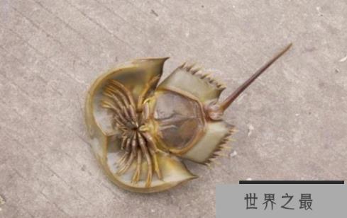 鲎是唯一的蓝血动物吗 鲎会攻击人类吗（是蓝血动物但不会攻击人类）