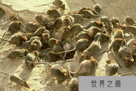 历史上三大黑死病瘟疫,屠杀犹太人上亿人遇难