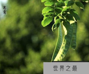 古代没有洗衣粉 人们是用什么来洗涤衣物的