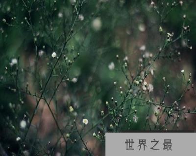 【图】不破楼兰终不还！这是怎样的一种恨意呢？