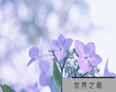 【图】不破楼兰终不还！这是怎样的一种恨意呢？