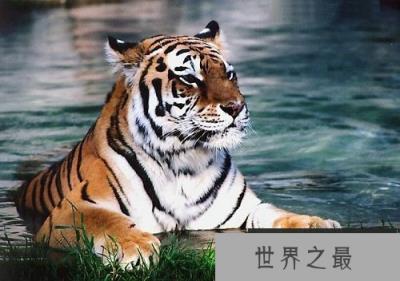 【图】1986年属什么？1986年属什么呢？