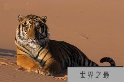 【图】1986年属什么？1986年属什么呢？