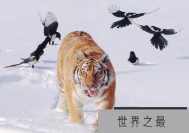 【图】1986年属什么？1986年属什么呢？