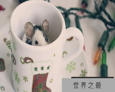 【图】梦到死人不一定是坏事，你知道吗？快来看看吧