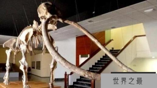 1000多万年前陆地霸主，大象的祖先剑棱齿象