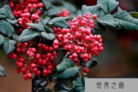 古代皇帝赏赐椒房之宠是什么意思？椒房乃子孙繁衍的象征