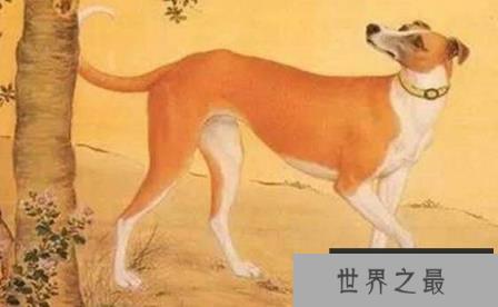 爱狗皇帝雍正，亲自为狗做衣服