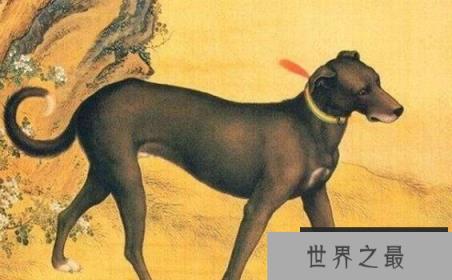 爱狗皇帝雍正，亲自为狗做衣服