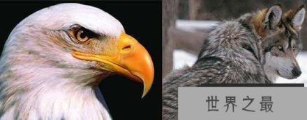 历史上两人有鹰眼狼顾之相,其中一人是司马懿,而另一人竟登基做皇