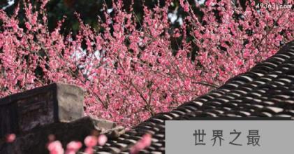 逆风如解意容易莫摧残什么意思？全诗意思及赏析