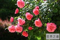 盘点中国十大著名市花，光叶子花上榜，第一被誉为“花中皇后”