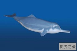 中国十大濒临灭绝的珍稀动物排行榜 熊猫不是第一  白鳍豚居榜首